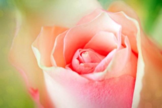 pink-rose-close-up-resized